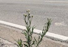 SA grain growers wanted for pilot weed control project