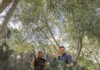 Kangaroo Island Olives celebrates 30 years of sustainable farming
