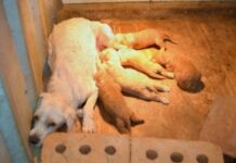 SA now has toughest breeder regulations with puppy farm ban
