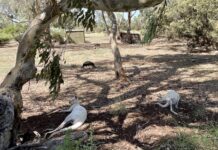 Council sells excess roos from legendary white kangaroo attraction at Bordertown