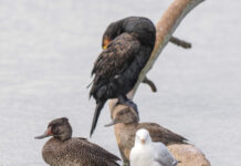 SA government ignores biggest petition, allows duck shooting season