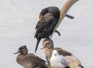 SA government ignores biggest petition, allows duck shooting season