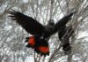 Glossy black-cockatoo numbers hold strong, eastern expansion takes off