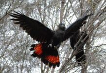 Glossy black-cockatoo numbers hold strong, eastern expansion takes off