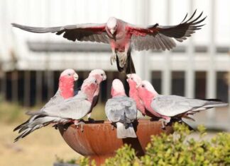 Red Cross offers extreme heat welfare checks as yet another heatwave hits SA
