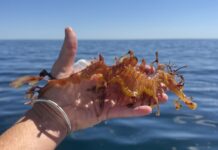 RAD KI reports unprecedented death of marine life on northwest coast