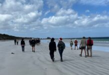 KI Walking Club celebrates the season at D’estrees Bay