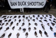 Where SA’s political parties really stand on animal welfare: RSPCA