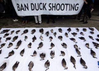 Where SA’s political parties really stand on animal welfare: RSPCA