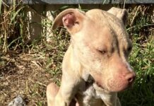 Strathalbyn man sentenced over dog’s ill-treatment