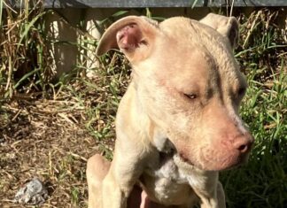 Strathalbyn man sentenced over dog’s ill-treatment