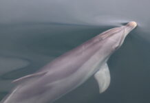 Dolphin research correction: Photographic Identification Technique used