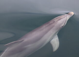 Dolphin research correction: Photographic Identification Technique used