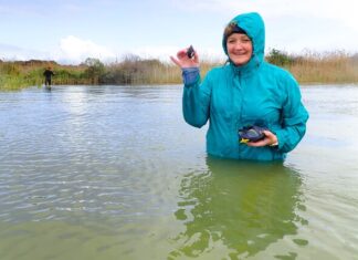 Lokeri research continues at Coorong, Lower Lakes and Murray Mouth Research Centre
