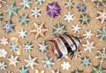 Bloom exhibit on display at Onkaparinga Gallery Arts Centre