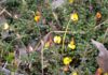 Boost for KI citizen scientists looking for endangered bush-pea