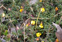 Boost for KI citizen scientists looking for endangered bush-pea