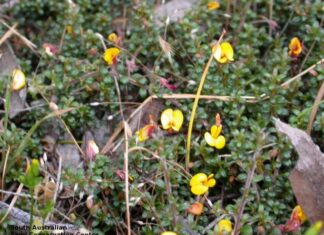 Boost for KI citizen scientists looking for endangered bush-pea