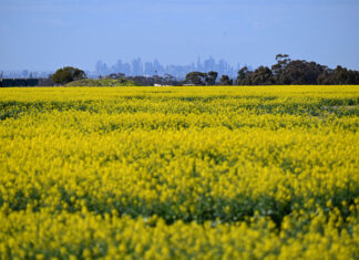 Good grain growth despite the challenges of severe drought conditions
