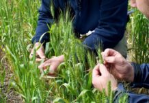 Is the term ‘resilience’ becoming a burden for farmers?