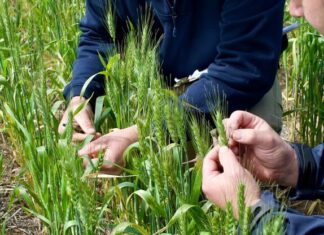 Is the term ‘resilience’ becoming a burden for farmers?