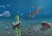 KI fossils take centre stage at SA Museum, on stamps