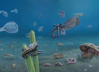 KI fossils take centre stage at SA Museum, on stamps