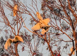 Landscape Board preparing technical report on little corella flock