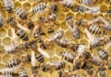 Department of Primary Industries organises varroa mite meeting in Victor Harbor