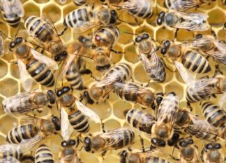 Department of Primary Industries organises varroa mite meeting in Victor Harbor