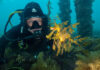 Thirty weedy seadragons in a single dive: What SA’s divers are seeing underwater