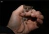 Could the world’s smallest possum be living on the Yorke Peninsula?