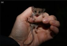 Could the world’s smallest possum be living on the Yorke Peninsula?