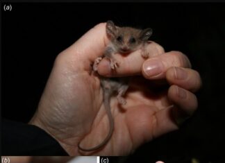 Could the world’s smallest possum be living on the Yorke Peninsula?