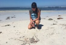 Algal bloom symptoms continue off KI, despite low levels in testing