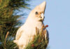 New trial tests humane method to manage little corellas on KI