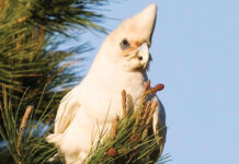 New trial tests humane method to manage little corellas on KI