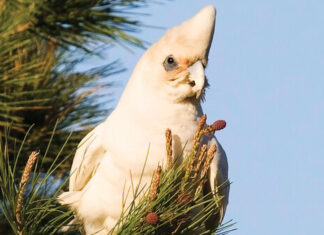 New trial tests humane method to manage little corellas on KI