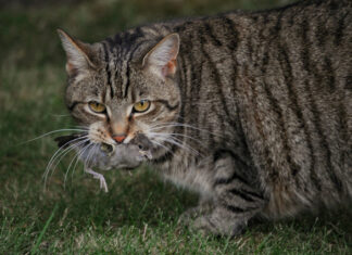 Protecting South Australia’s environment: incumbent state government pledge