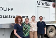 ‘Matilda’ the mobile wildlife hospital spends a week on KI