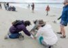 Volunteers sample KI’s microplastic hot spot at Vivonne Bay