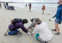 Volunteers sample KI’s microplastic hot spot at Vivonne Bay