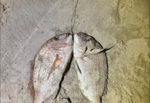 Tommy Ruff galore: Fleurieu fishing report