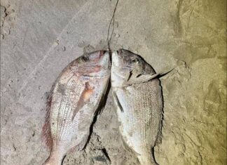 Tommy Ruff galore: Fleurieu fishing report