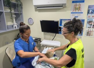 KI Veterinary Clinic welcomes wildlife rescue funding assistance