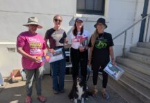 Jenni Mitton wins seat of Mawson, Mike Holden tops polls on KI