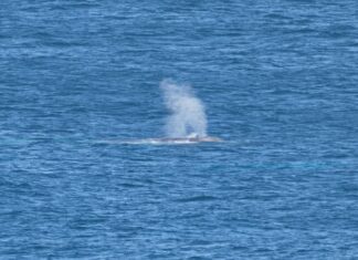 Blue whales make a splash off Cape de Couedic