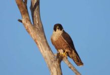 Junctions 90 appeals Coastal Protection Board decision to deny 60-pod development