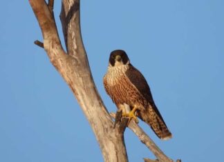 Junctions 90 appeals Coastal Protection Board decision to deny 60-pod development