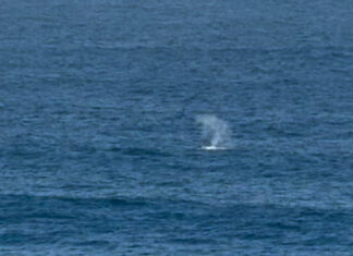 First southern right whales of season spotted off KI